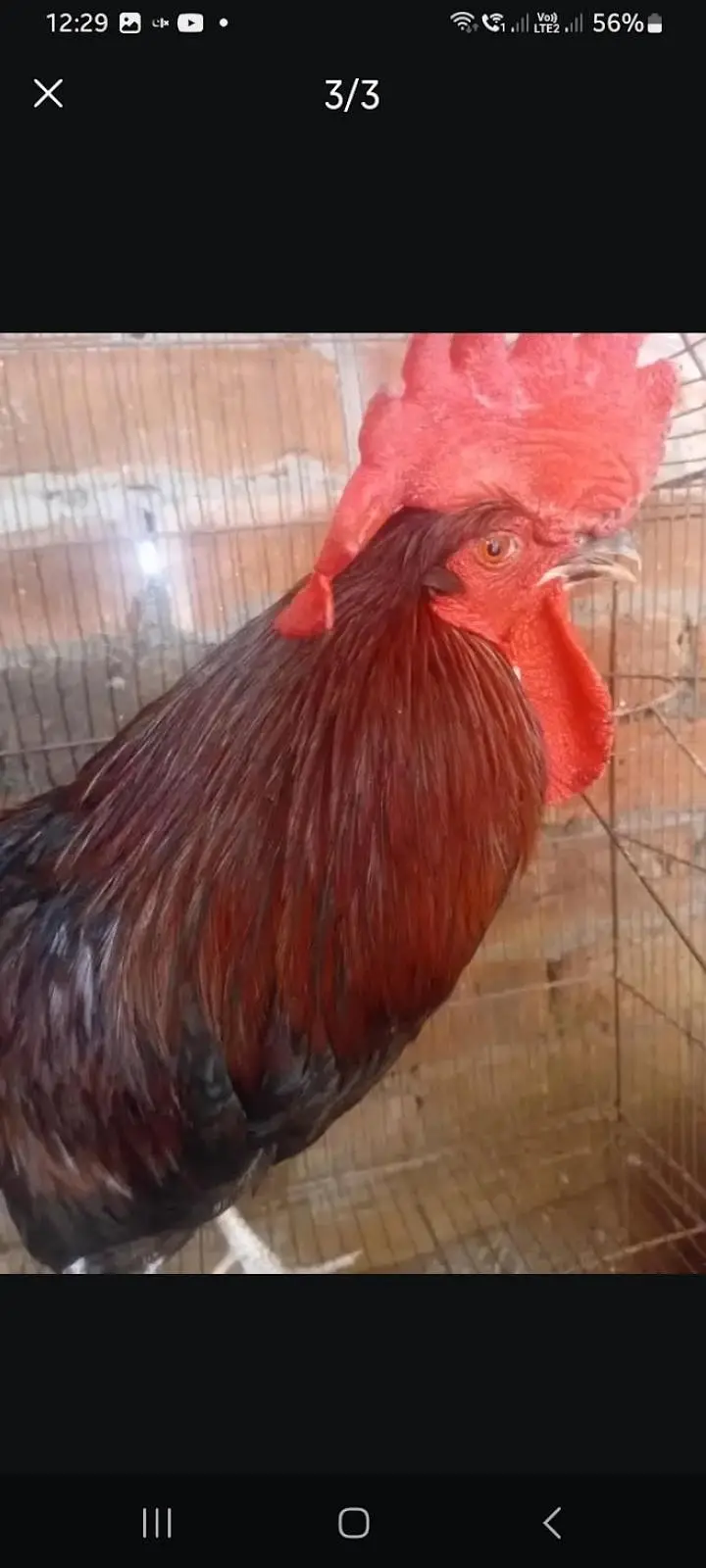desi murga sale healthy and active. for breeding — photo 4