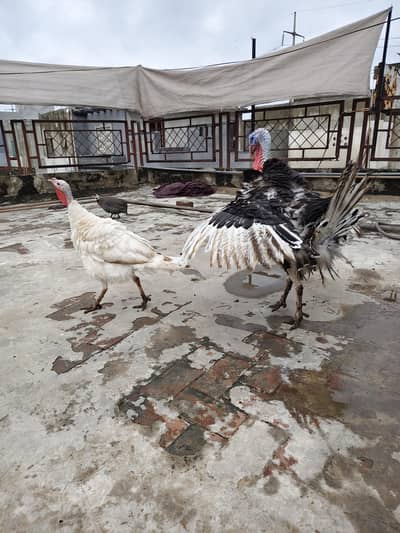 Breeder turkey pair