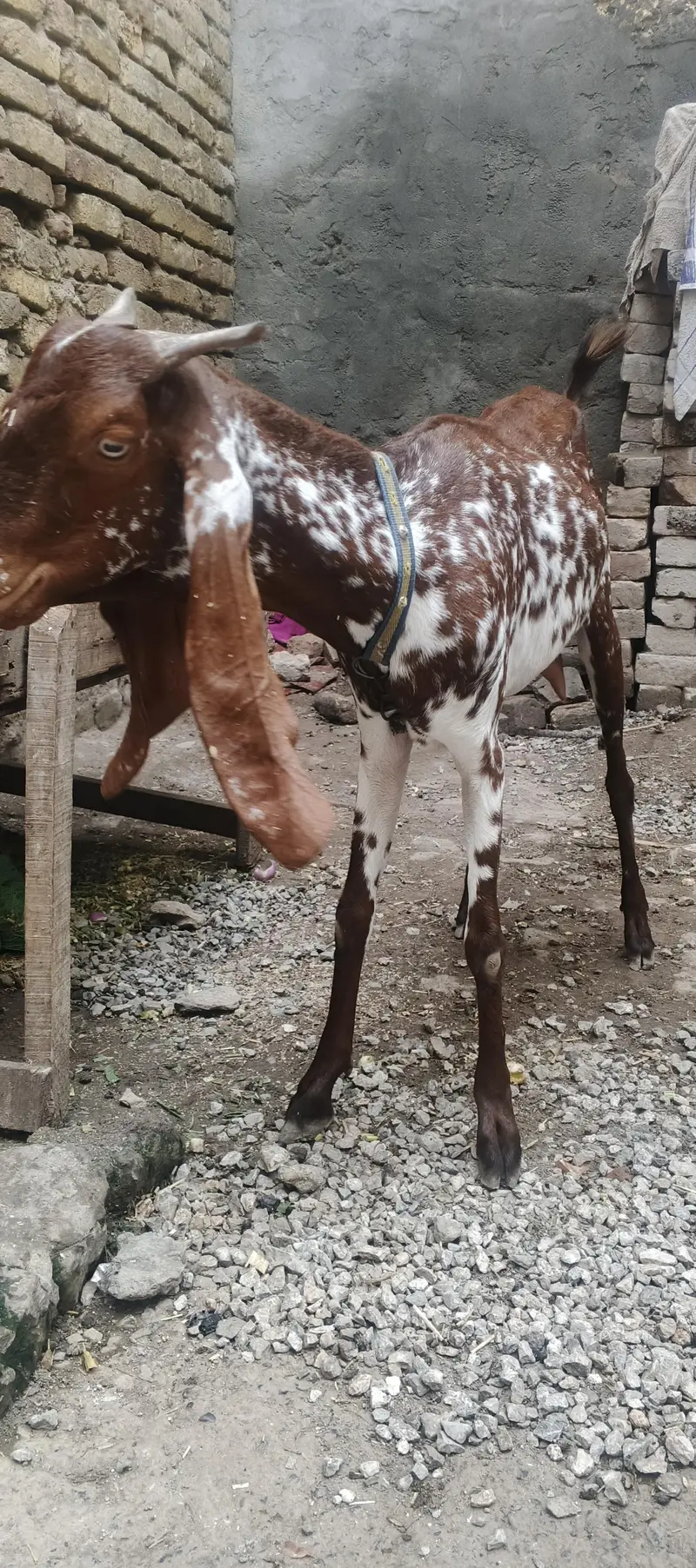 meekhi cheeni 2 danat patah — photo 2