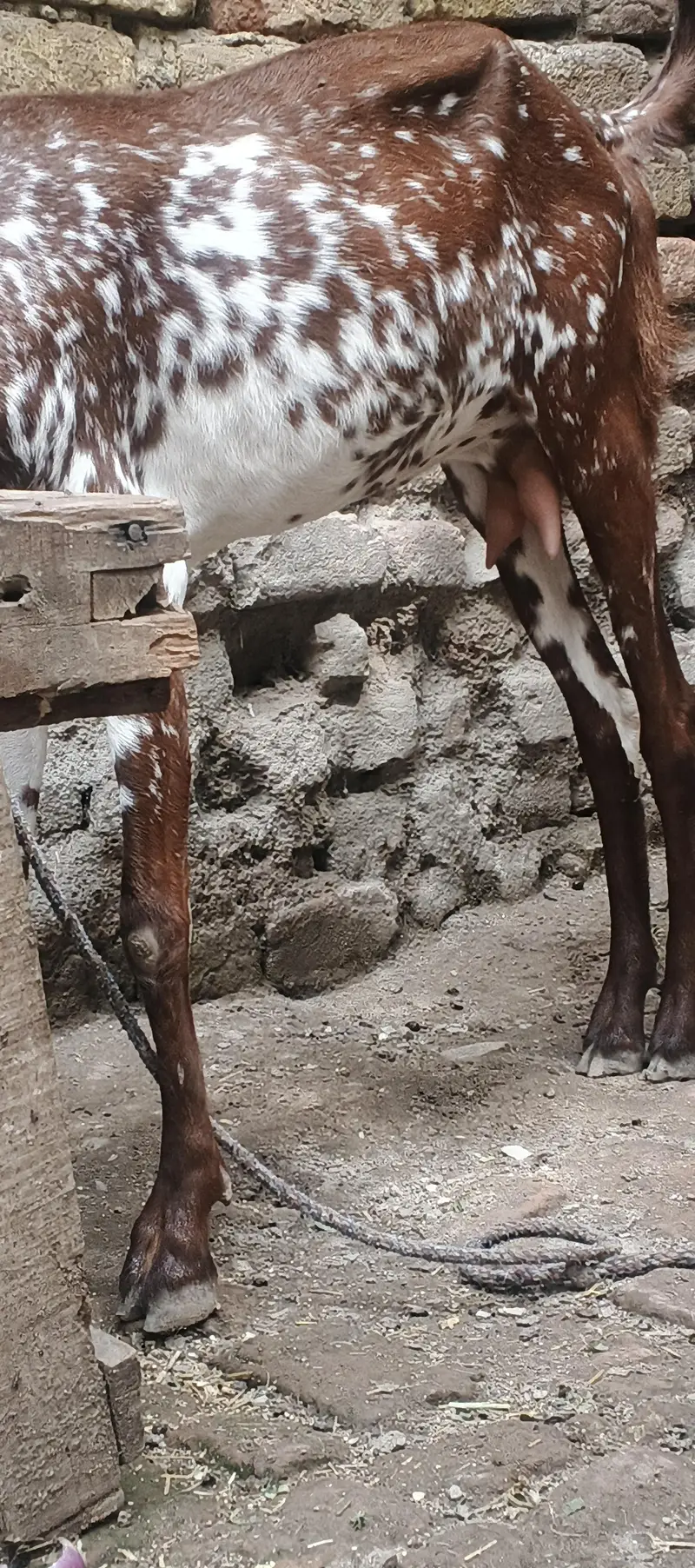 meekhi cheeni 2 danat patah — photo 3