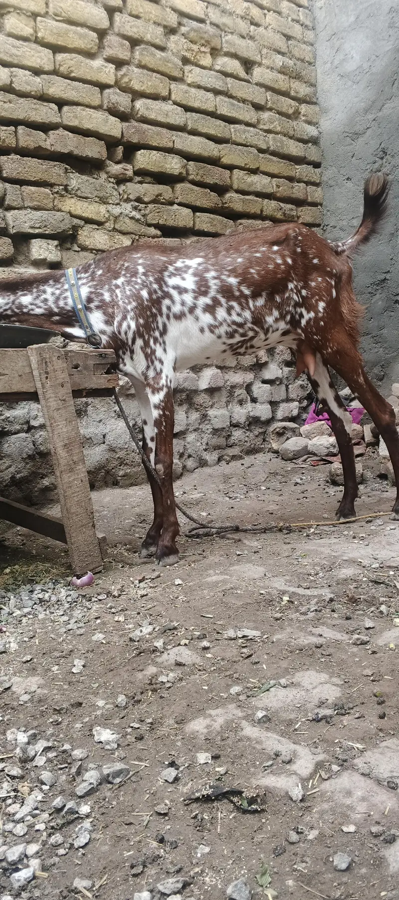 meekhi cheeni 2 danat patah — photo 4