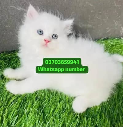( Persian Female Kitten ) For sale Contact WhatsApp