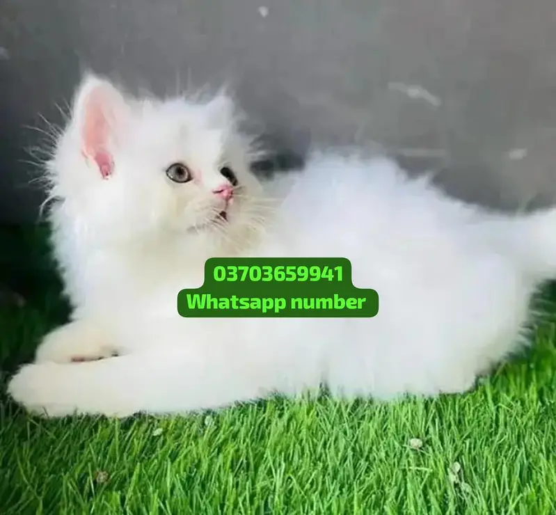 ( Persian Female Kitten ) For sale Contact WhatsApp — photo 2
