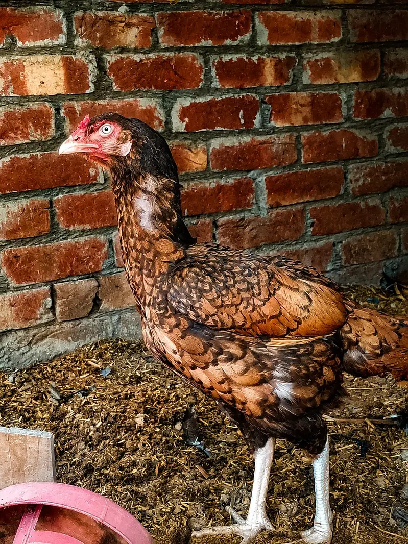 Mian wali aseel pair for sale — photo 2
