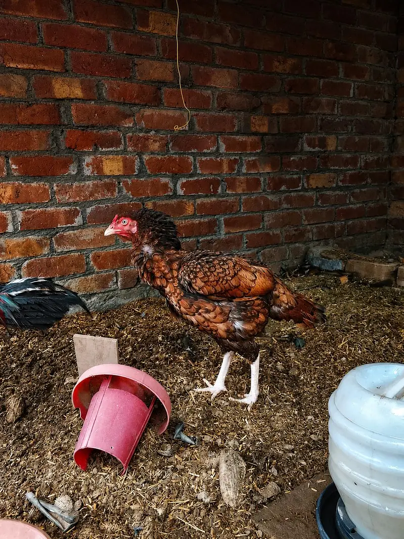 Mian wali aseel pair for sale — photo 3