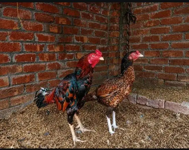 Mian wali aseel pair for sale — photo 4