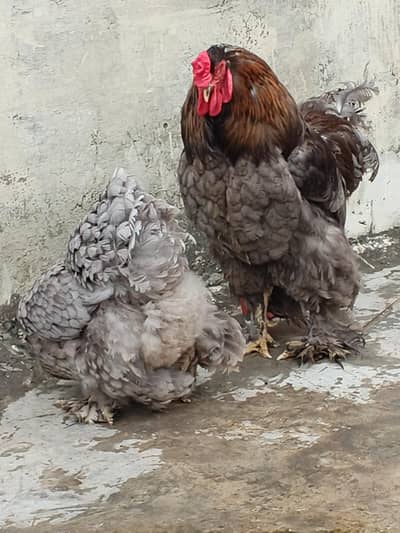 blue brahma 03124381493 at contect