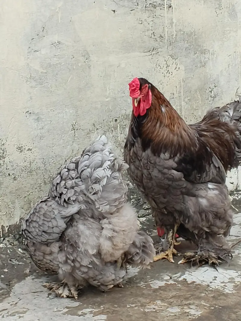 blue brahma 03124381493 at contect — photo 3