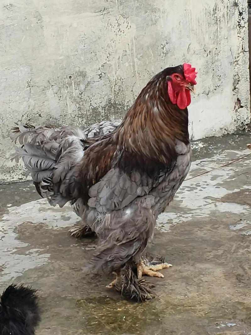 blue brahma 03124381493 at contect — photo 7