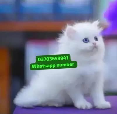 ( Persian Female Kitten ) For sale Contact WhatsApp