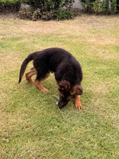 german shepherd 3 male puppy long coat