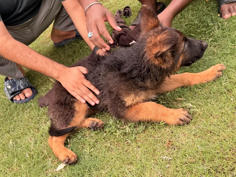 german shepherd 3 male puppy long coat — photo 2