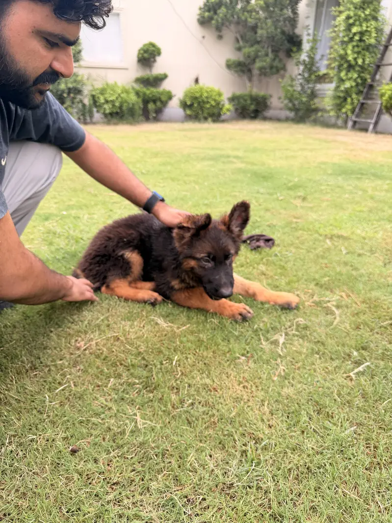 german shepherd 3 male puppy long coat — photo 3