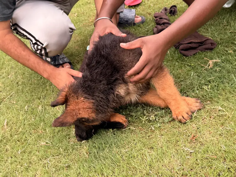 german shepherd 3 male puppy long coat — photo 4