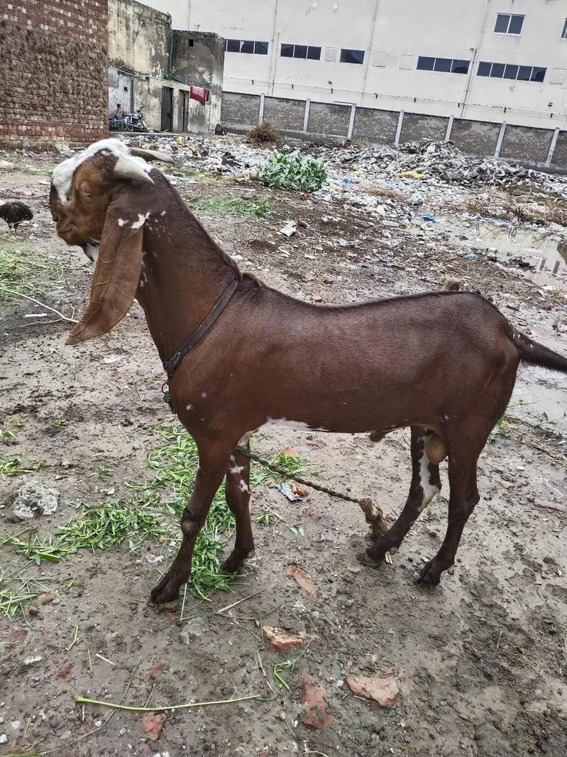 nagra breeder bachaa — photo 2