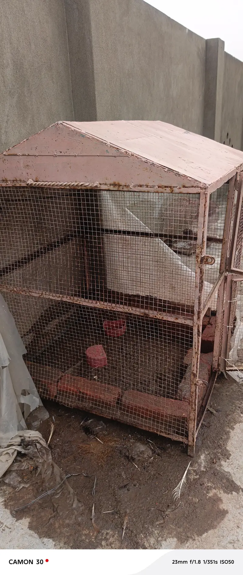 4 different sizes cage for cats,dogs,hens,all birds, available — photo 3
