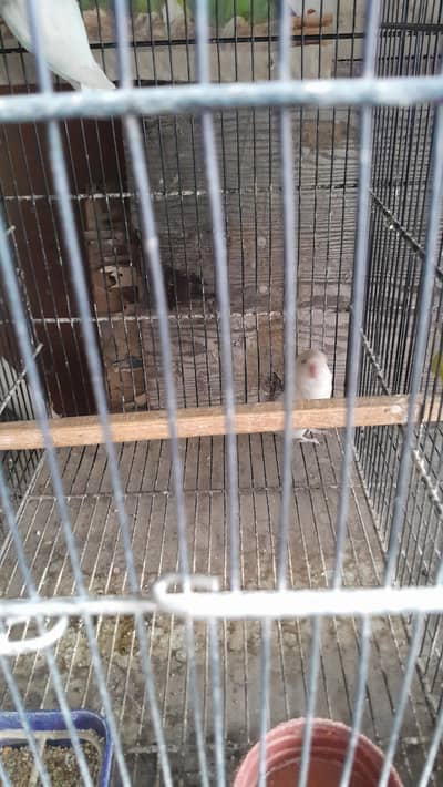 white love bird for sale
