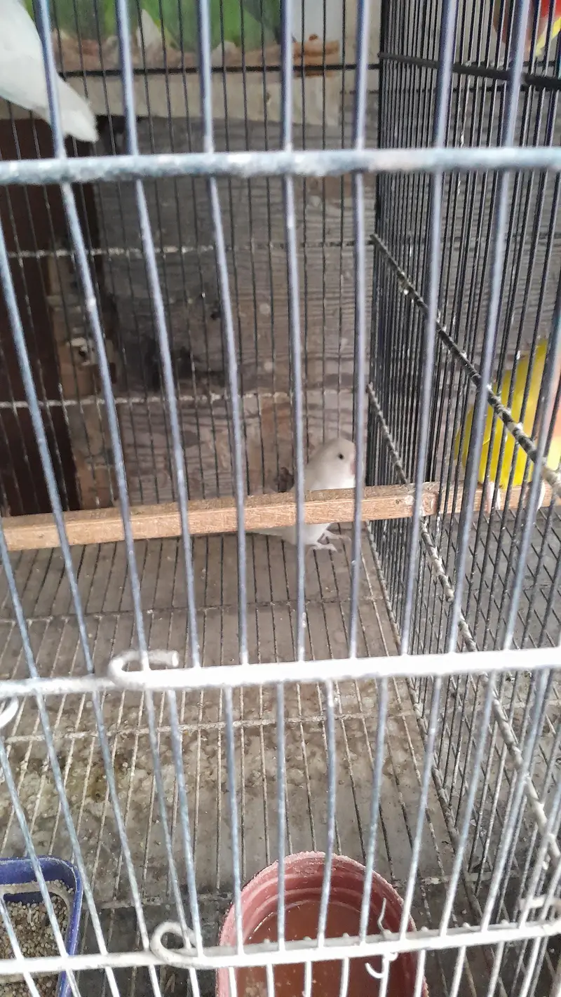 white love bird for sale — photo 2