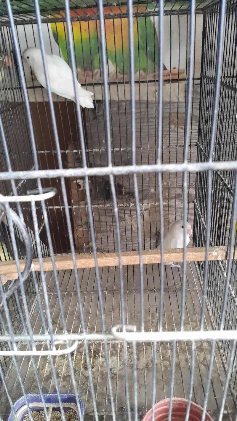 white love bird for sale — photo 3