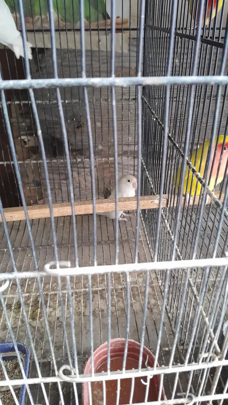 white love bird for sale — photo 4