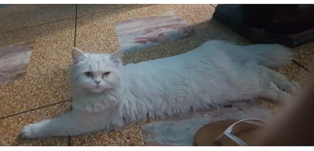 Cat for sale in Lahore