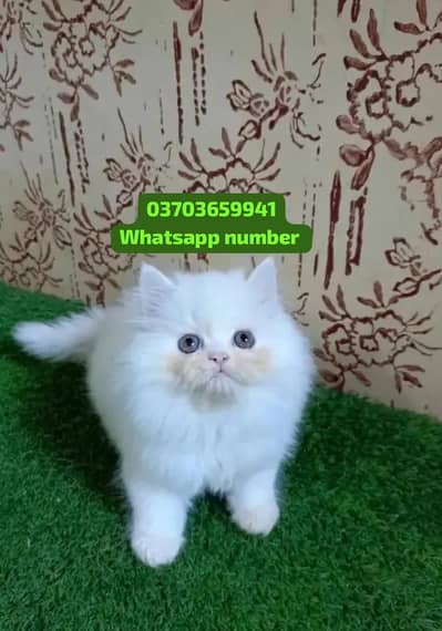 ( Persian Female Kitten ) For sale Contact WhatsApp