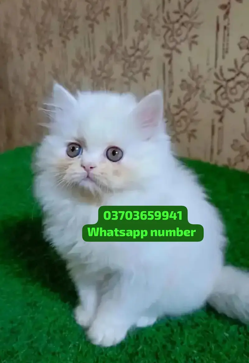( Persian Female Kitten ) For sale Contact WhatsApp — photo 2