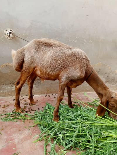 Turkey dumba Chaki wala