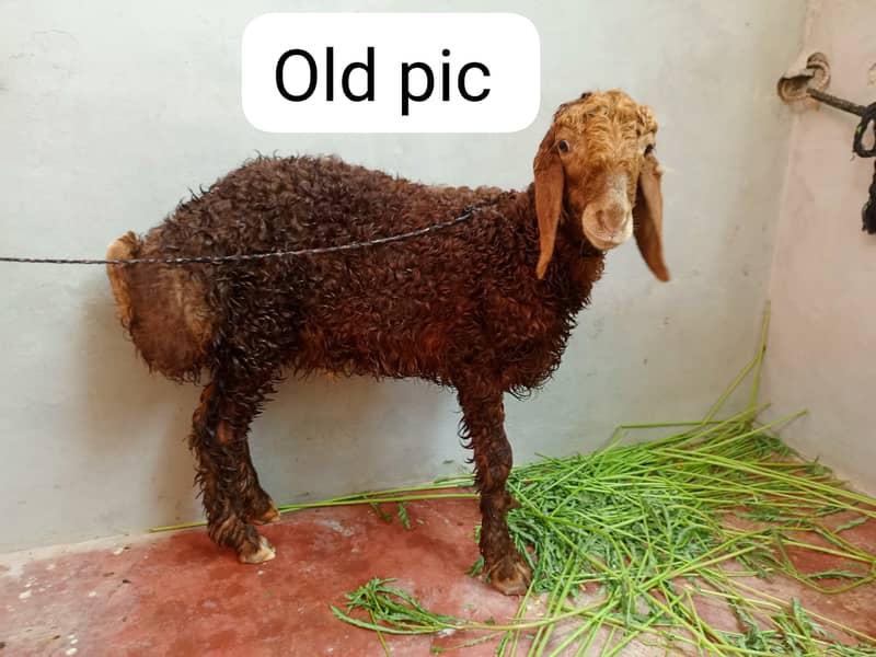 Sheep 2