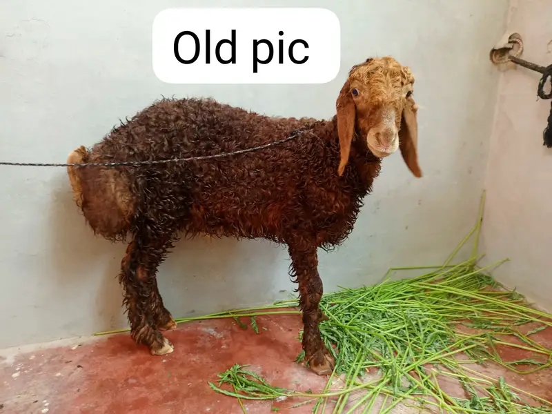 Sheep — photo 3
