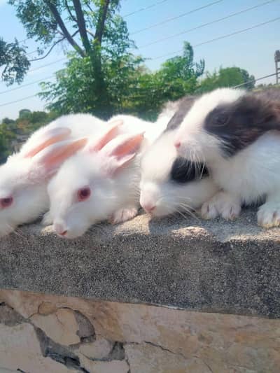 All breeds Holland loops,teddy bear,German gaints,angora , new Zealand