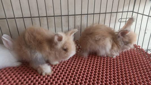 All breeds Holland loops,teddy bear,German gaints,angora , new Zealand
