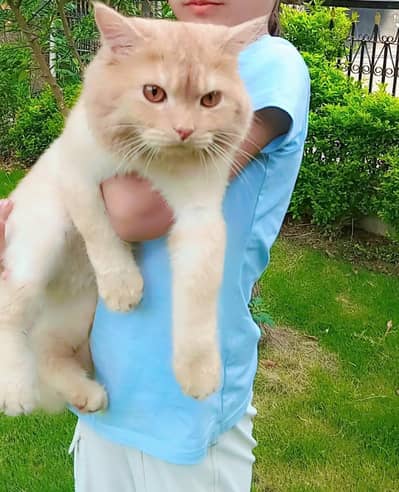 urjan sale cute cats