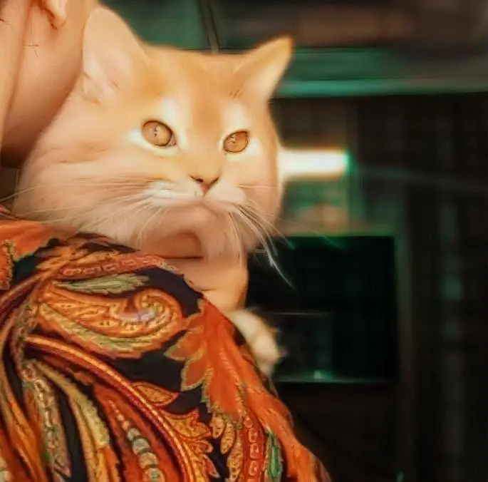 urjan sale cute cats — photo 2