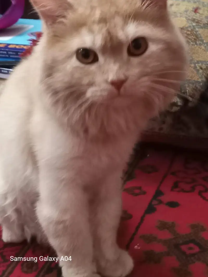 urjan sale cute cats — photo 3