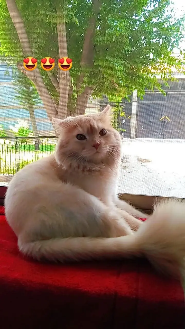 urjan sale cute cats — photo 4