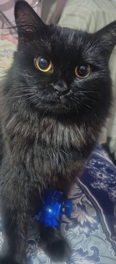 Cat for sale