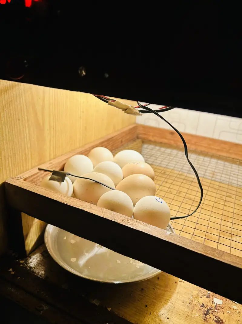 Incobatr mechine 100 egg — photo 3