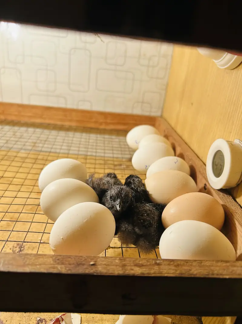Incobatr mechine 100 egg — photo 4