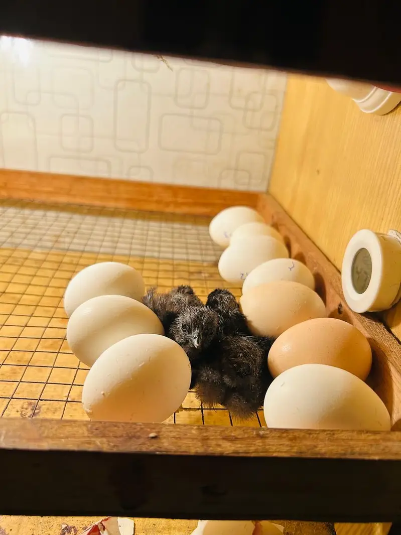 Incobatr mechine 100 egg — photo 7
