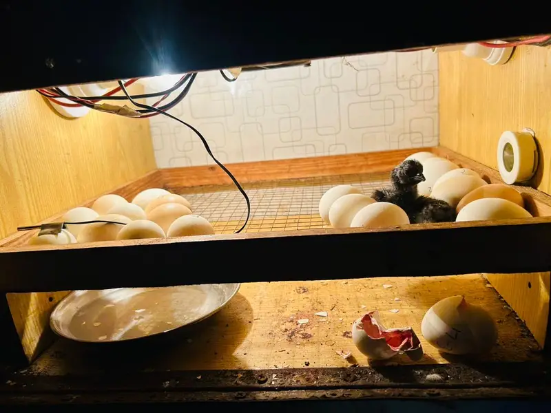 Incobatr mechine 100 egg — photo 9