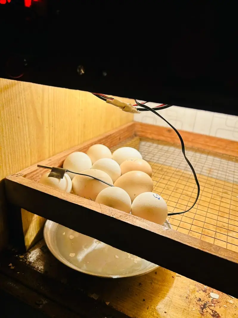 Incobatr mechine 100 egg — photo 11