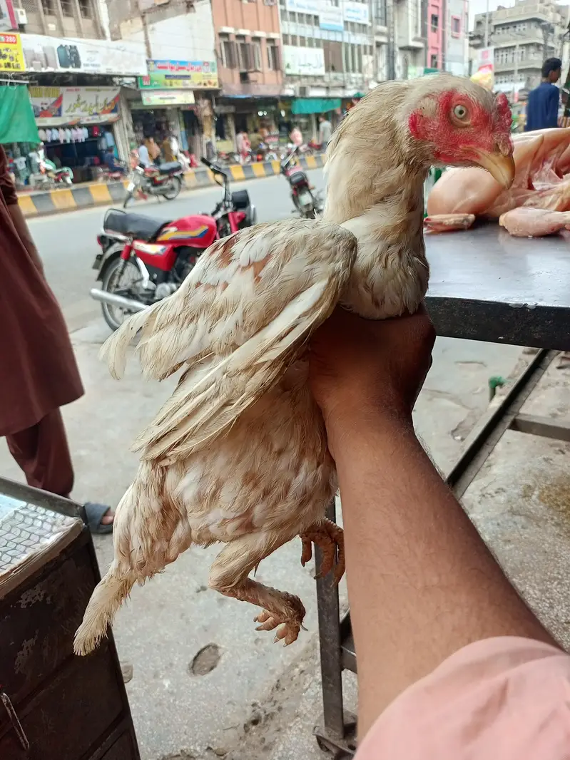 bohat achi murgi alhamdulillah bareed achi day gi — photo 2