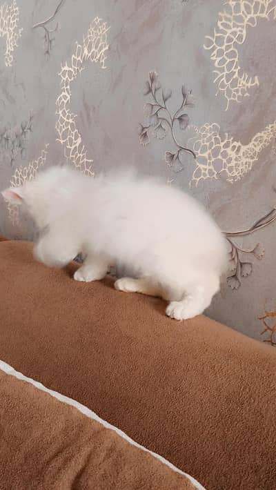 persion male kitten for sale with all brande new accessories.