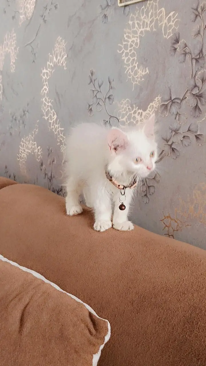 persion male kitten for sale with all brande new accessories. — photo 4