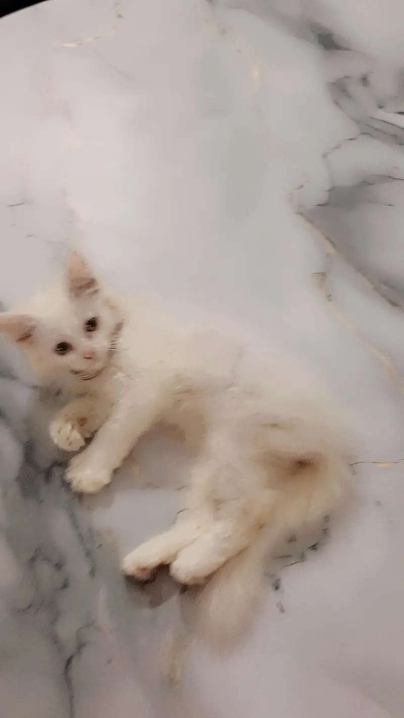 persion male kitten for sale with all brande new accessories. — photo 7