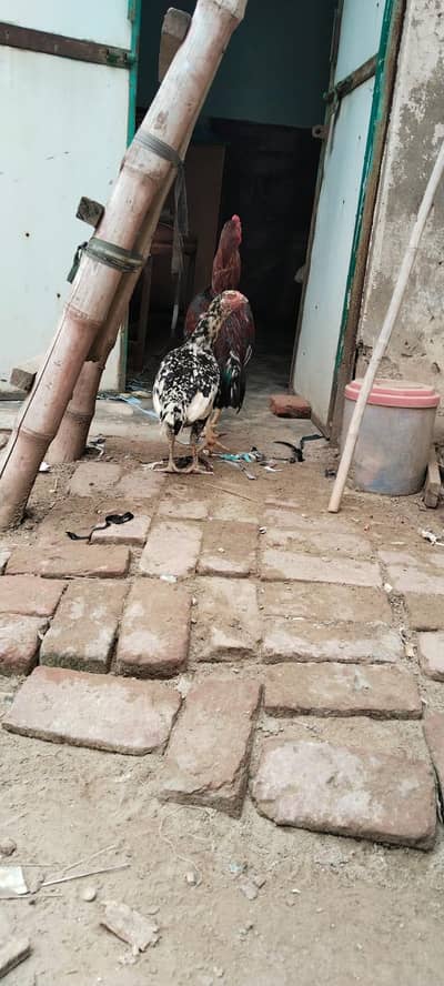 aseel female