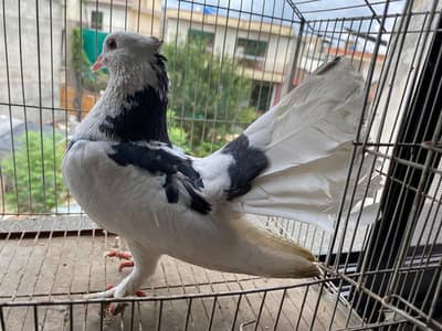 dono male ha or good condition ma ha