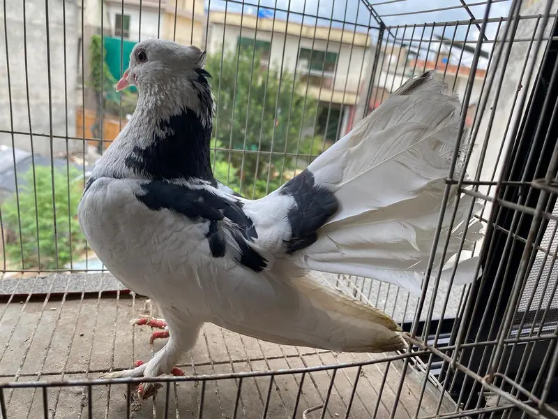 dono male ha or good condition ma ha