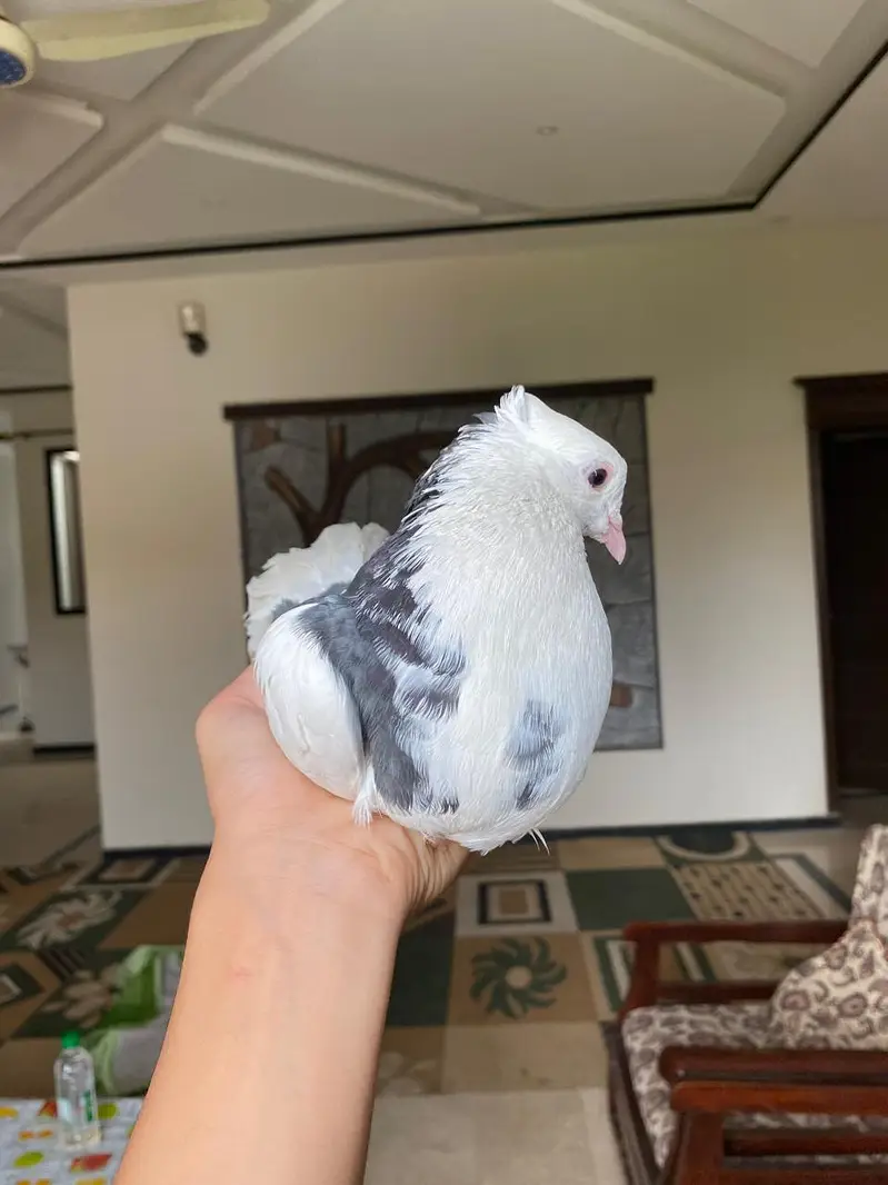 dono male ha or good condition ma ha — photo 2